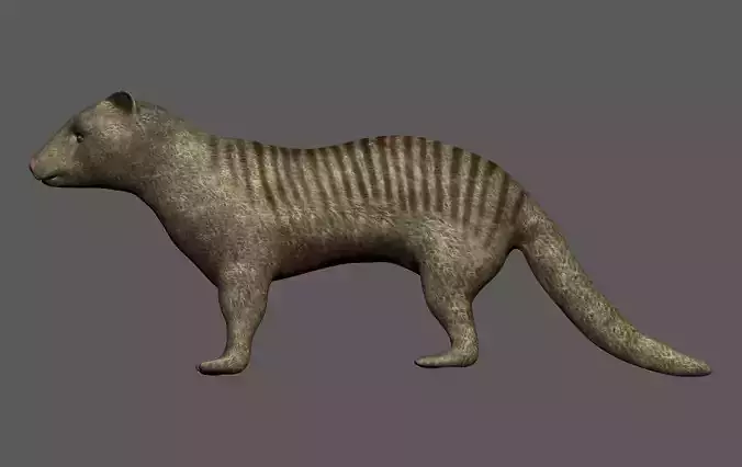 Mongoose kangaroo Low-poly 3D model