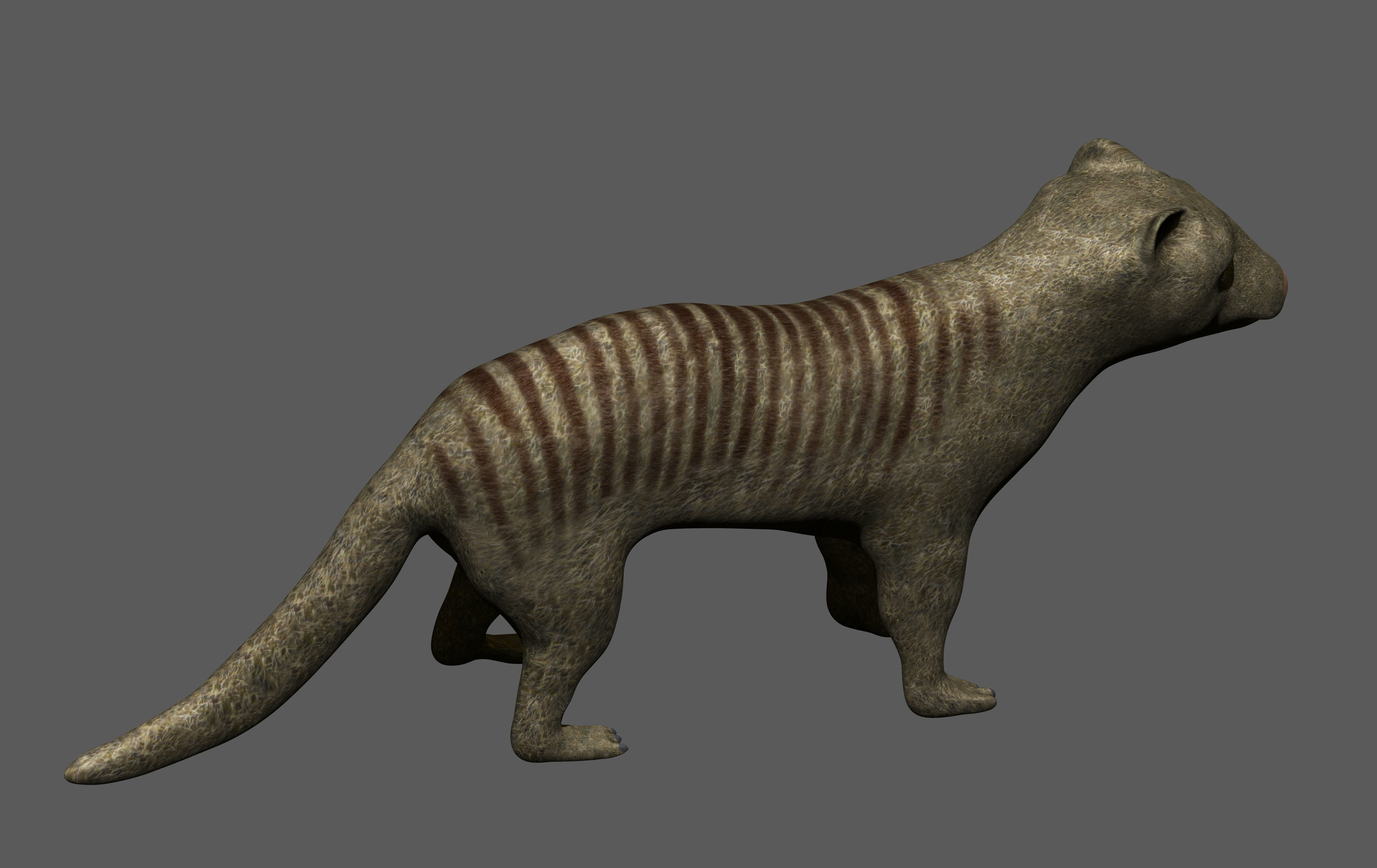 Mongoose kangaroo Low-poly 3D model_3