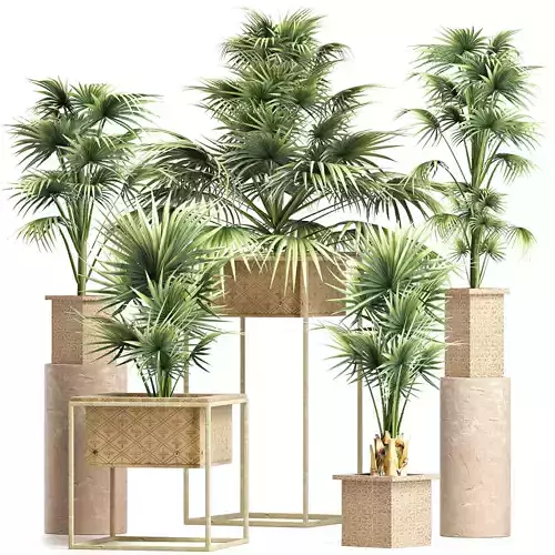 Plants Collection 203 Arabian Sabal Minor 3D model
