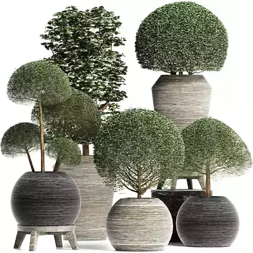 Plants Collection 205 Ligustrum Corona 3D model
