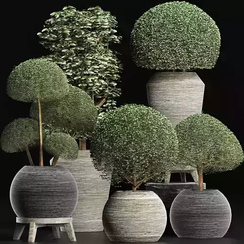 Plants Collection 205 Ligustrum Vray 3D model