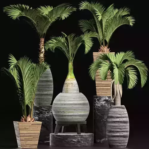 Plants Collection 206 Palms 3D model