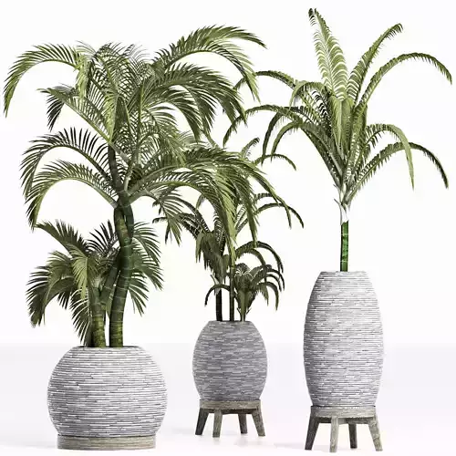 Plants Collection 207 Palms 3D model
