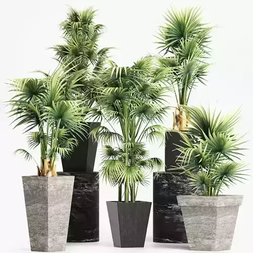 Plants Collection 208 Arabian Sabal Minor 3D model
