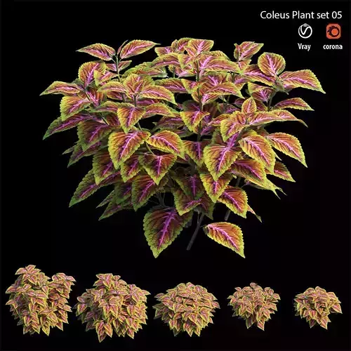 Coleus Plant set 05 