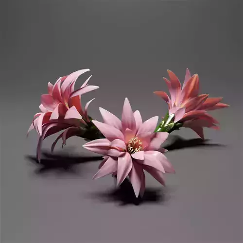 Water lily flower bud 3D model
