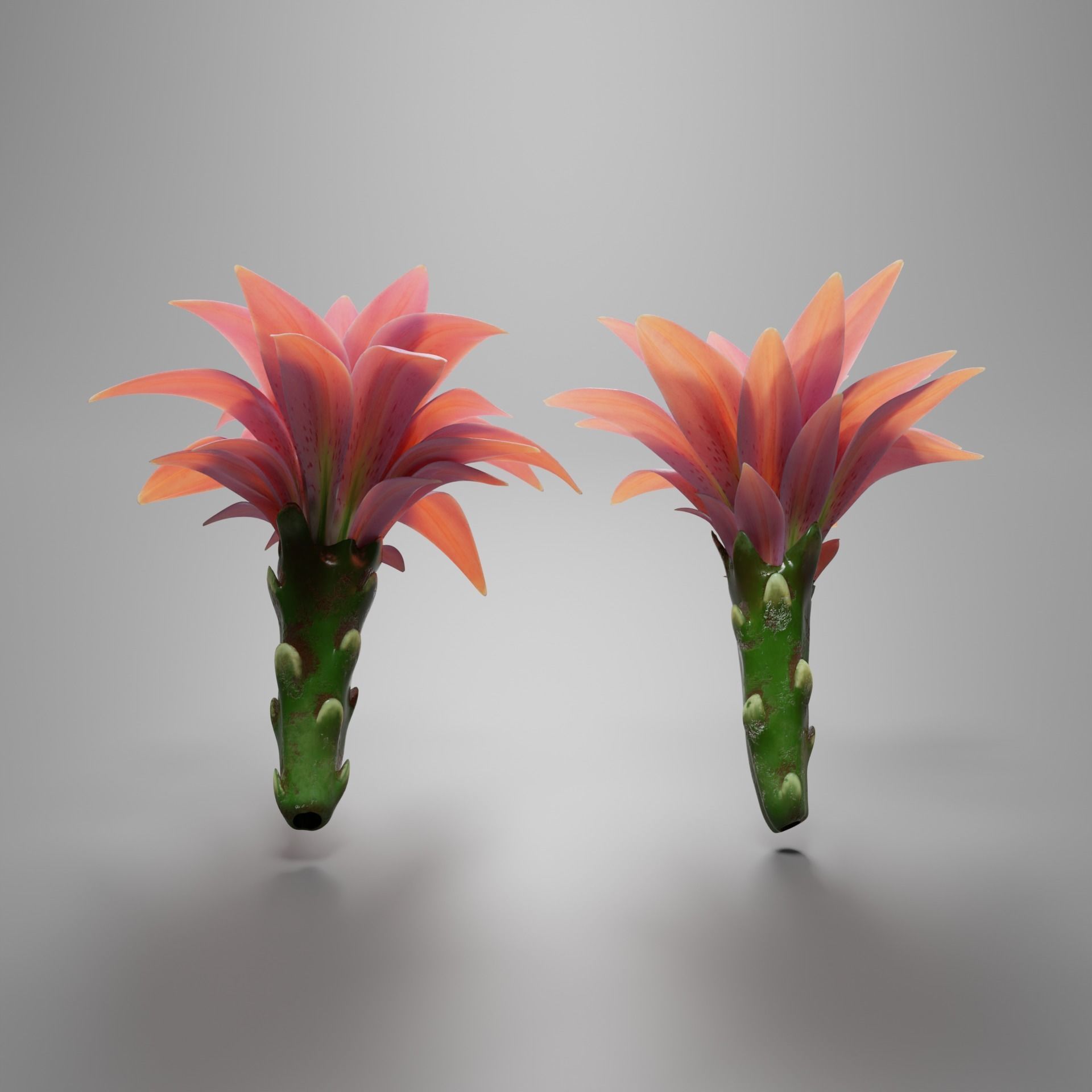 Water lily flower bud 3D model_2
