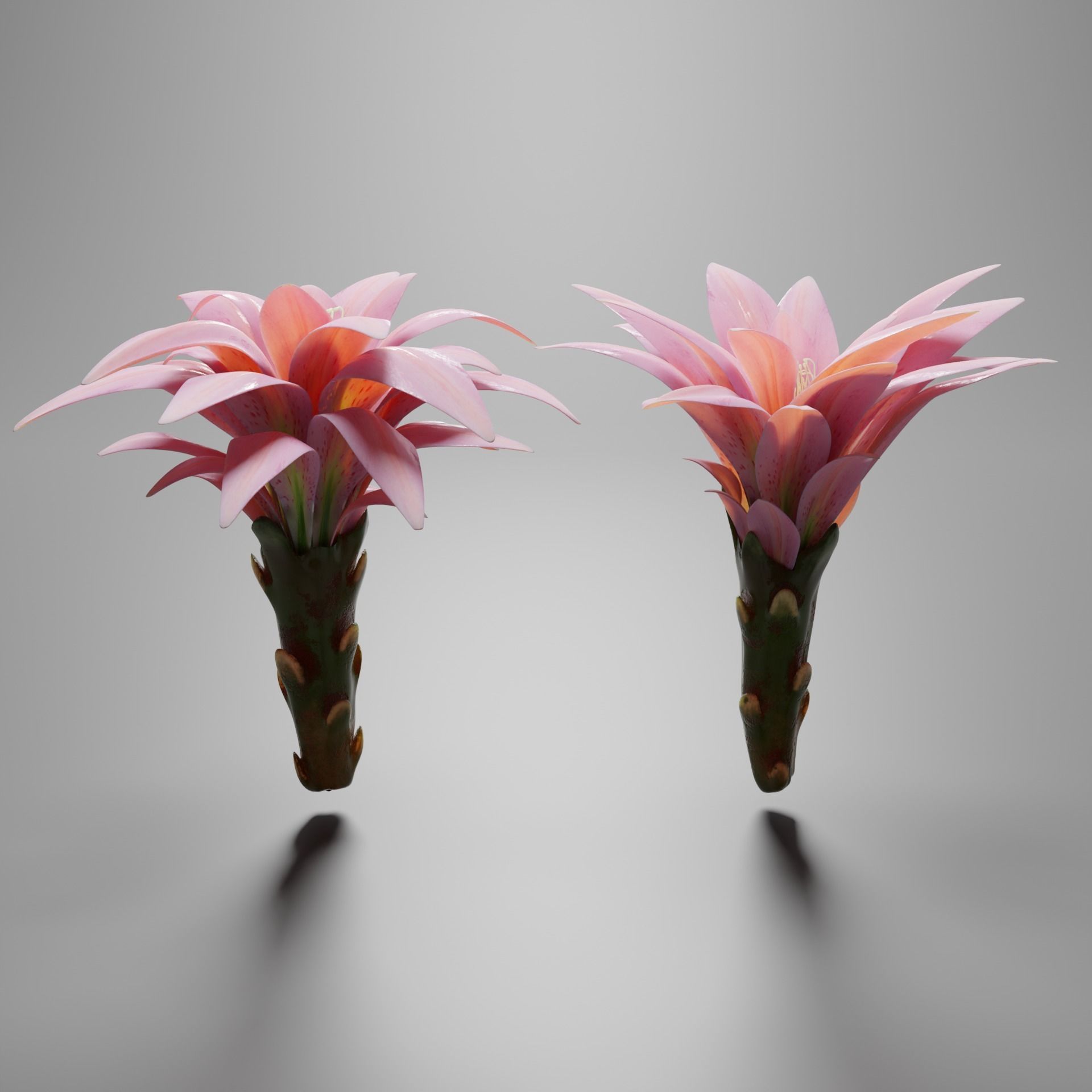 Water lily flower bud 3D model_1