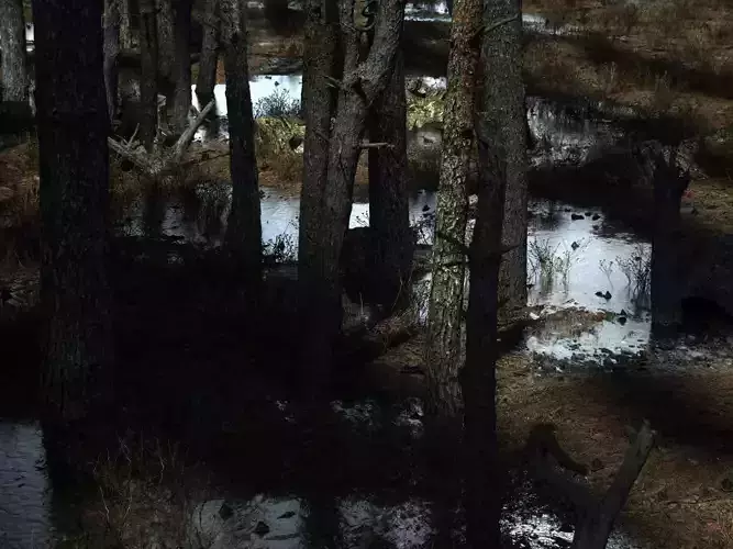 8K Pine forest 28 assets pack - Cinematic LOD - 32-16 bit  