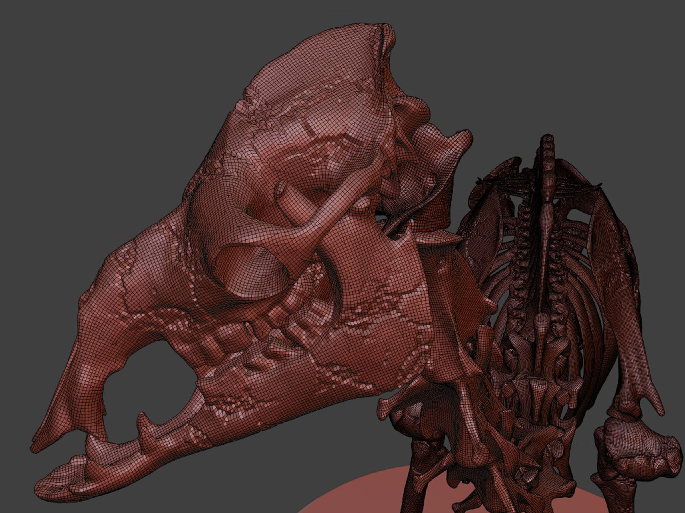 Realistic Camel Skeleton 3D model_10