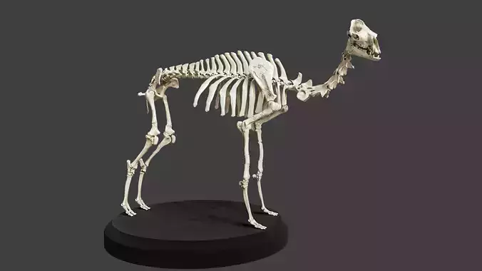 Realistic Camel Skeleton