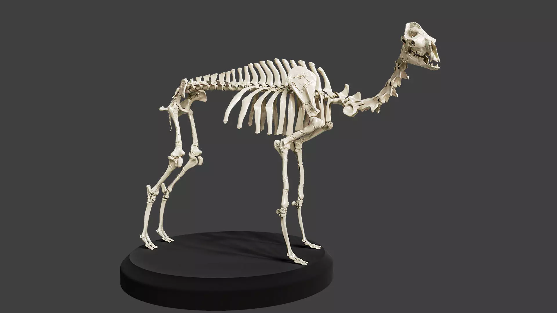 Realistic Camel Skeleton 3D model_0