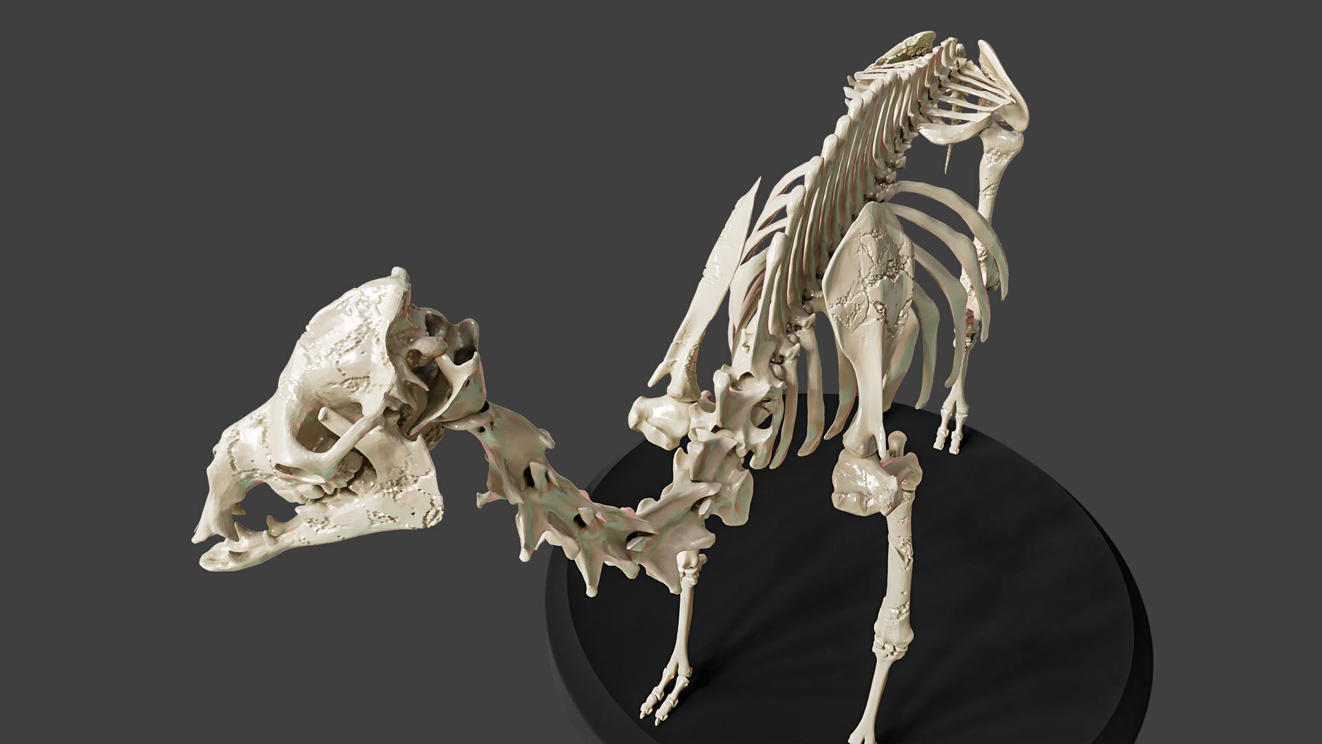 Realistic Camel Skeleton 3D model_6