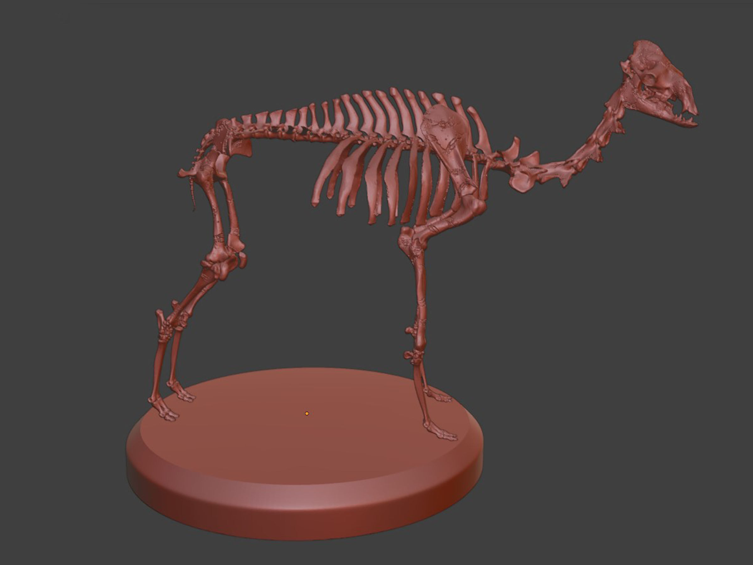 Realistic Camel Skeleton 3D model_7