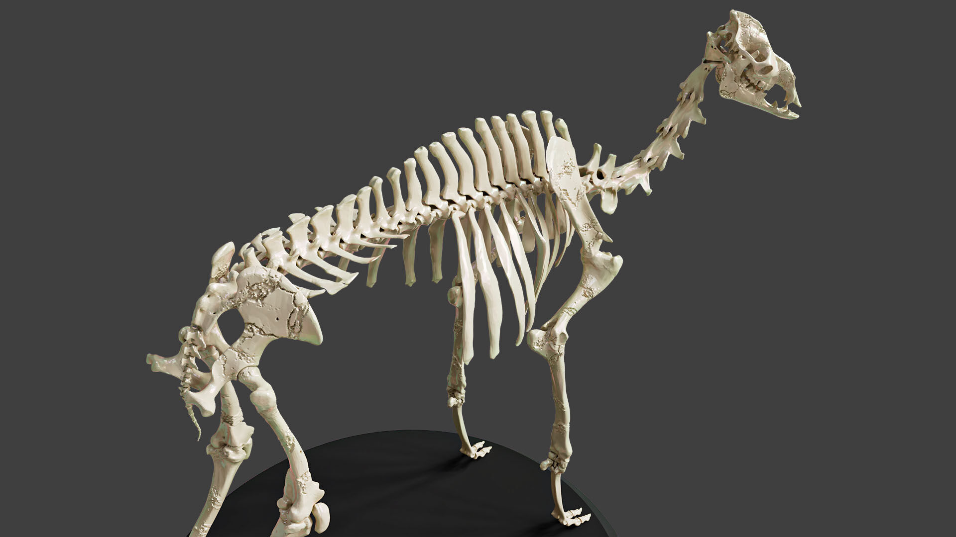 Realistic Camel Skeleton 3D model_5