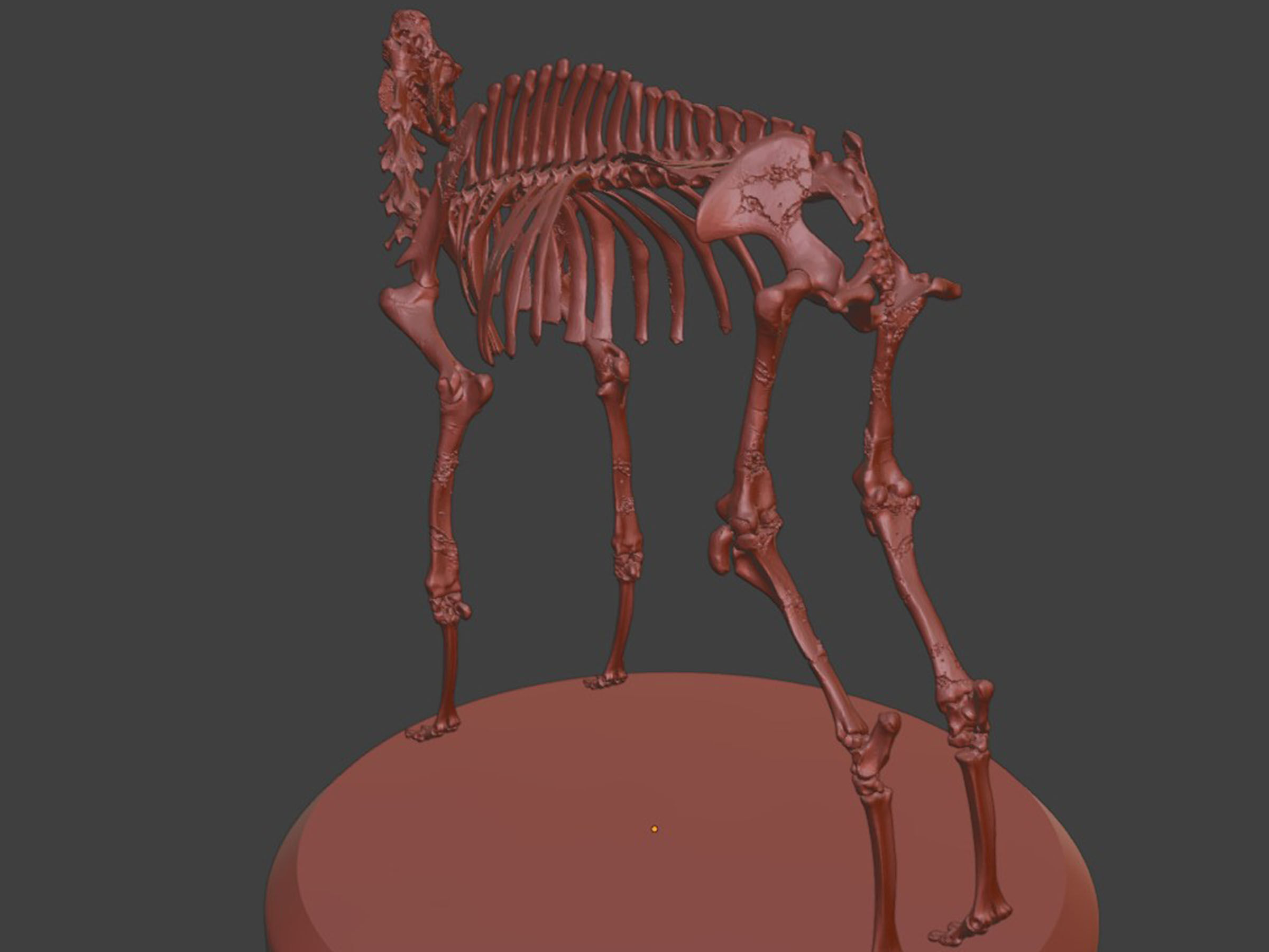 Realistic Camel Skeleton 3D model_11