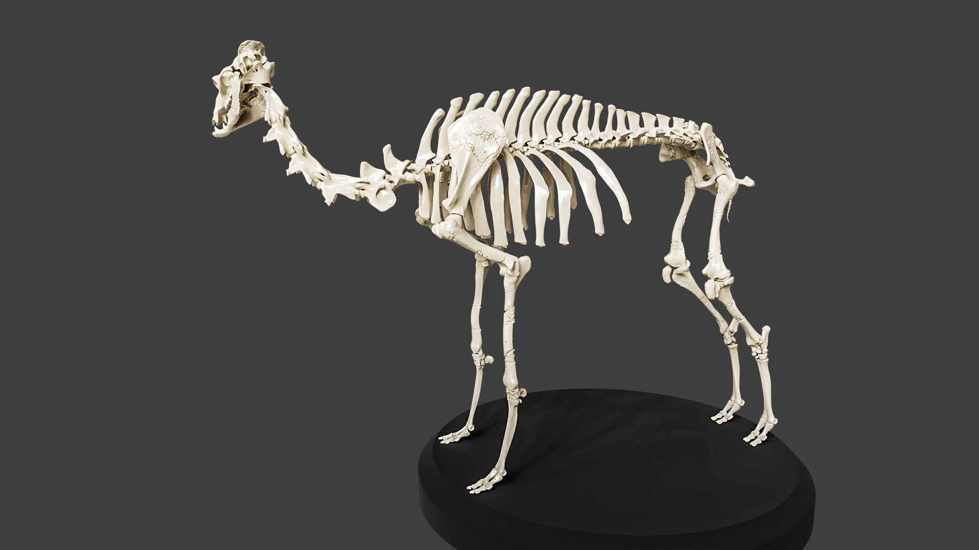 Realistic Camel Skeleton 3D model_3