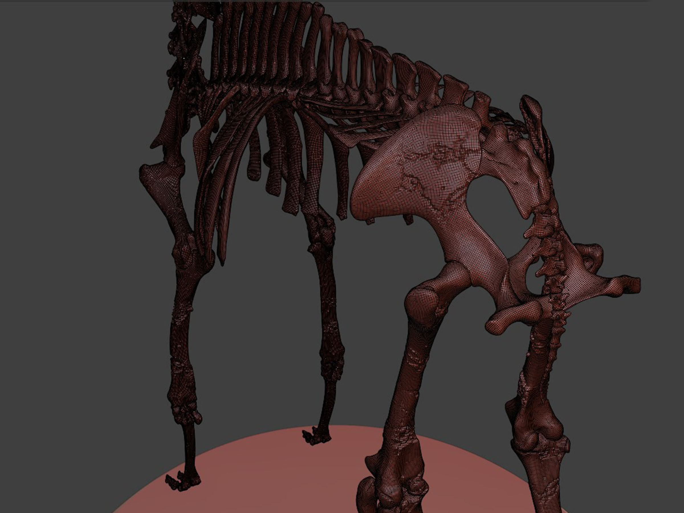 Realistic Camel Skeleton 3D model_12