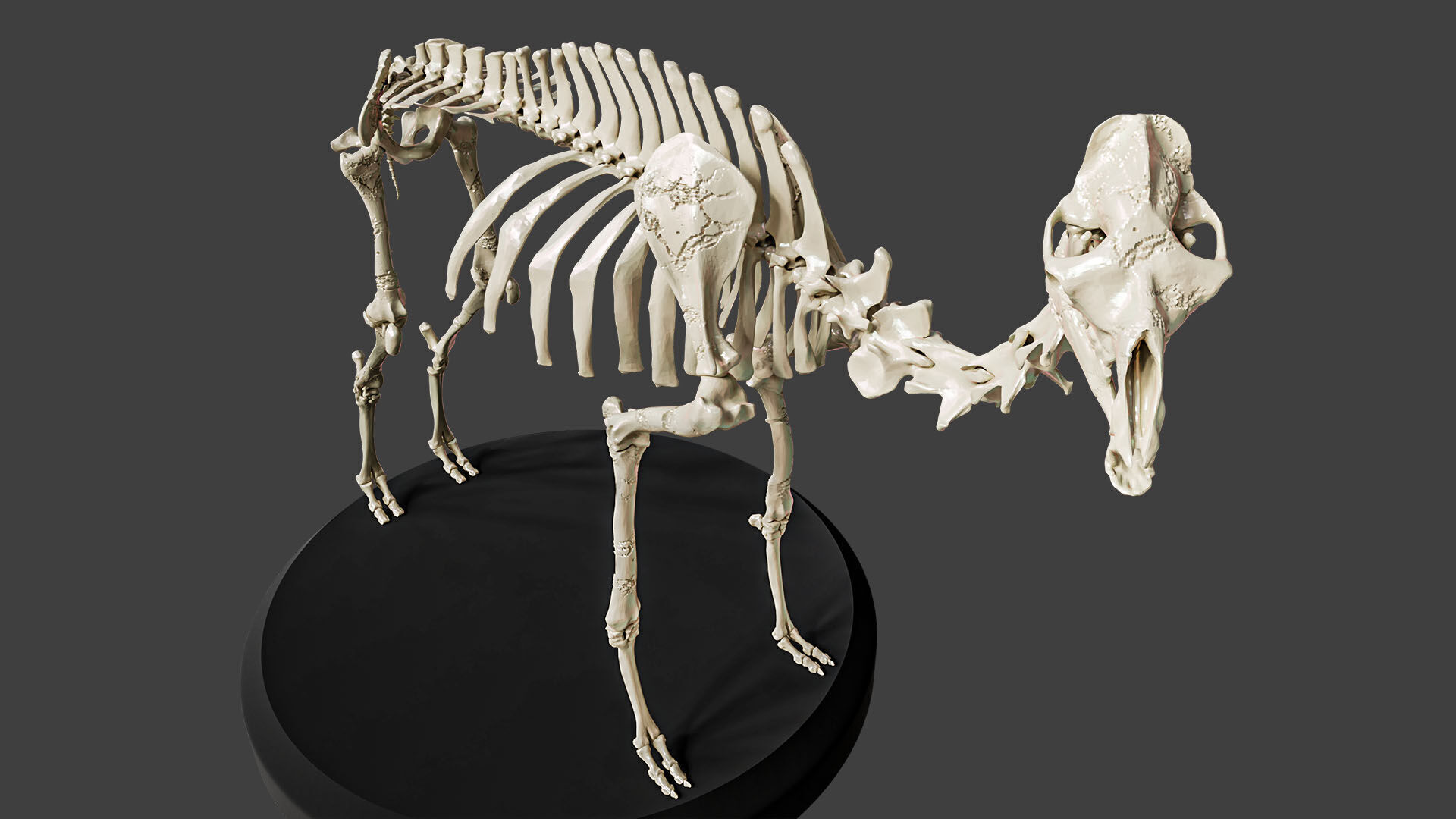 Realistic Camel Skeleton 3D model_1