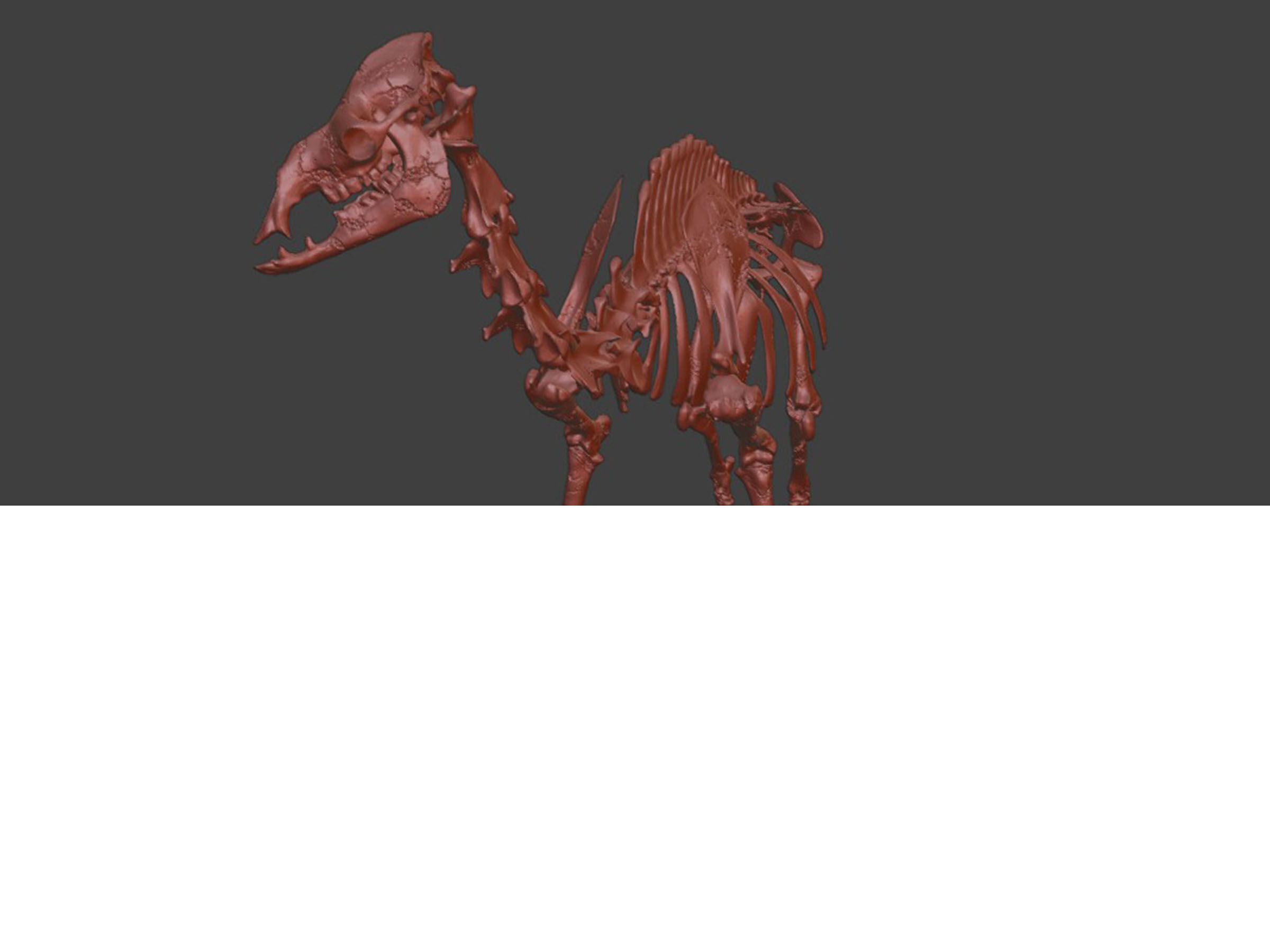 Realistic Camel Skeleton 3D model_9