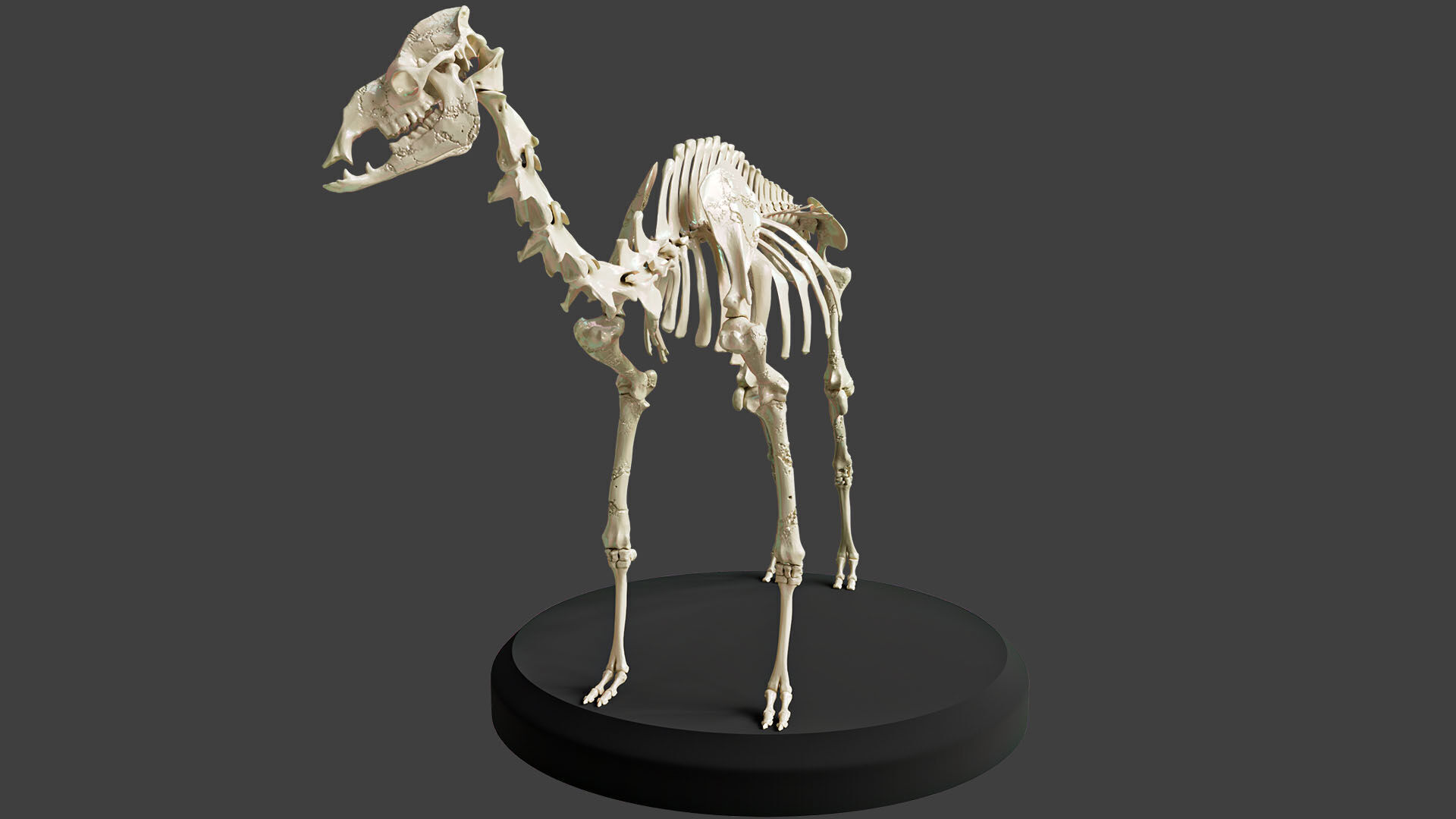 Realistic Camel Skeleton 3D model_2