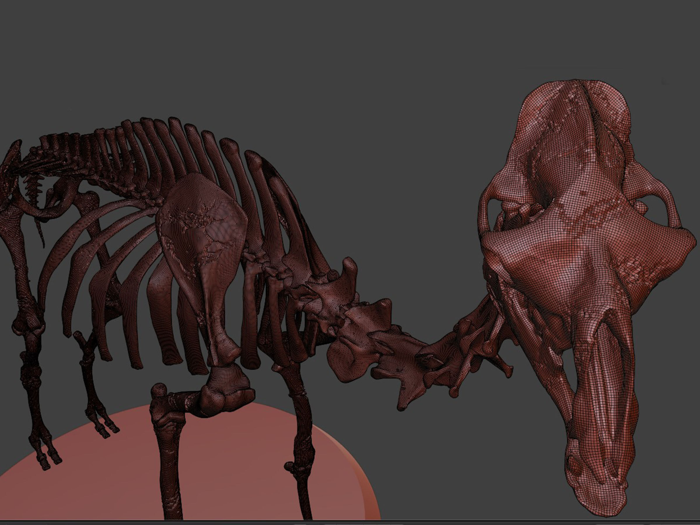Realistic Camel Skeleton 3D model_8