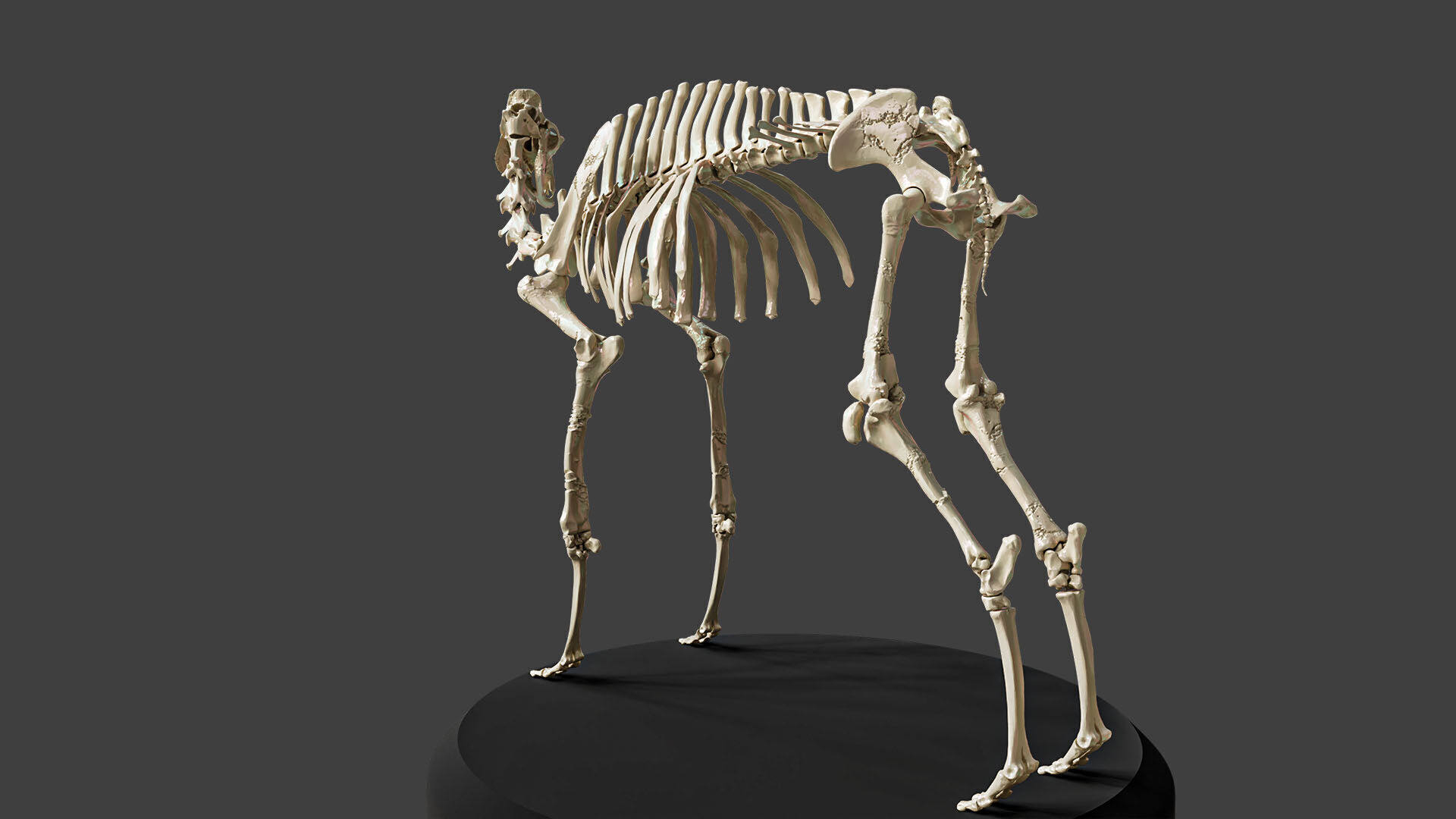 Realistic Camel Skeleton 3D model_4