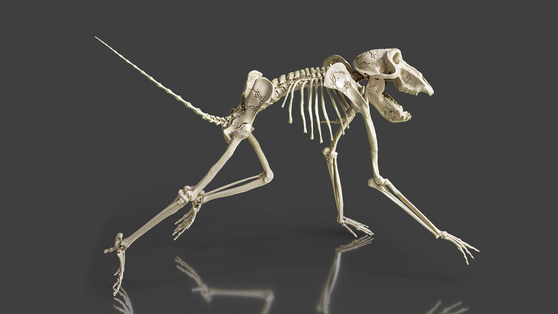 Monkey Baboon Skeleton 3D model_1