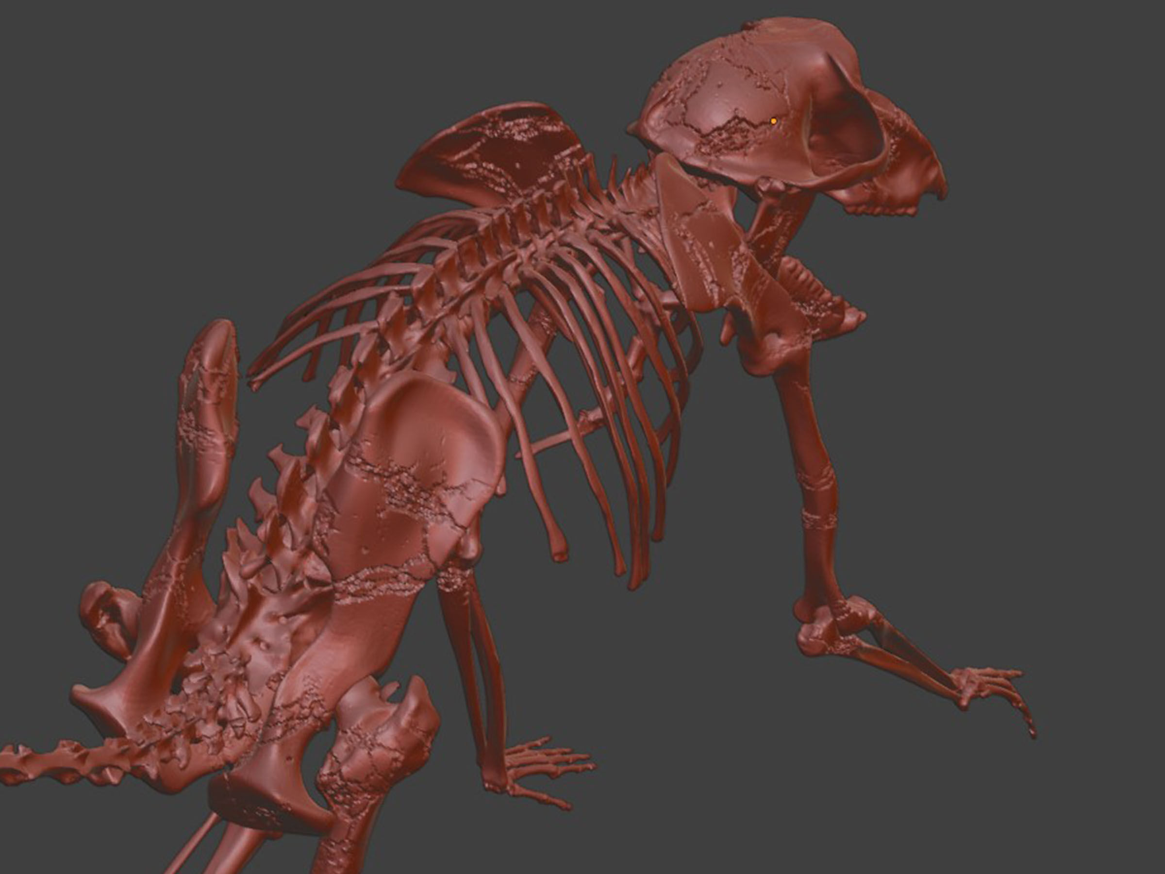 Monkey Baboon Skeleton 3D model_8