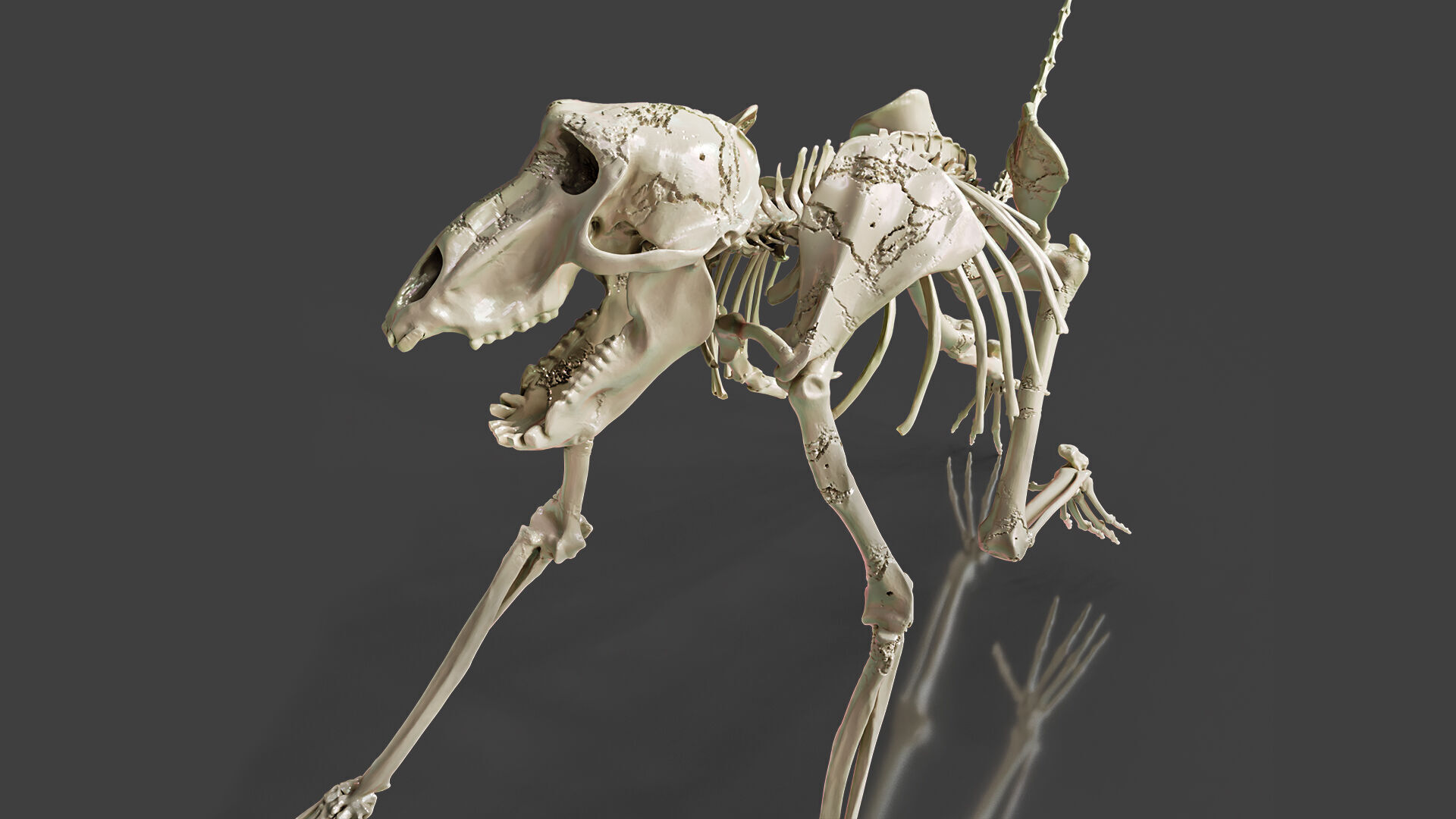 Monkey Baboon Skeleton 3D model_4