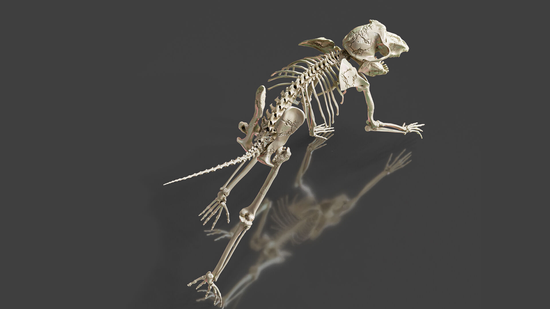 Monkey Baboon Skeleton 3D model_2