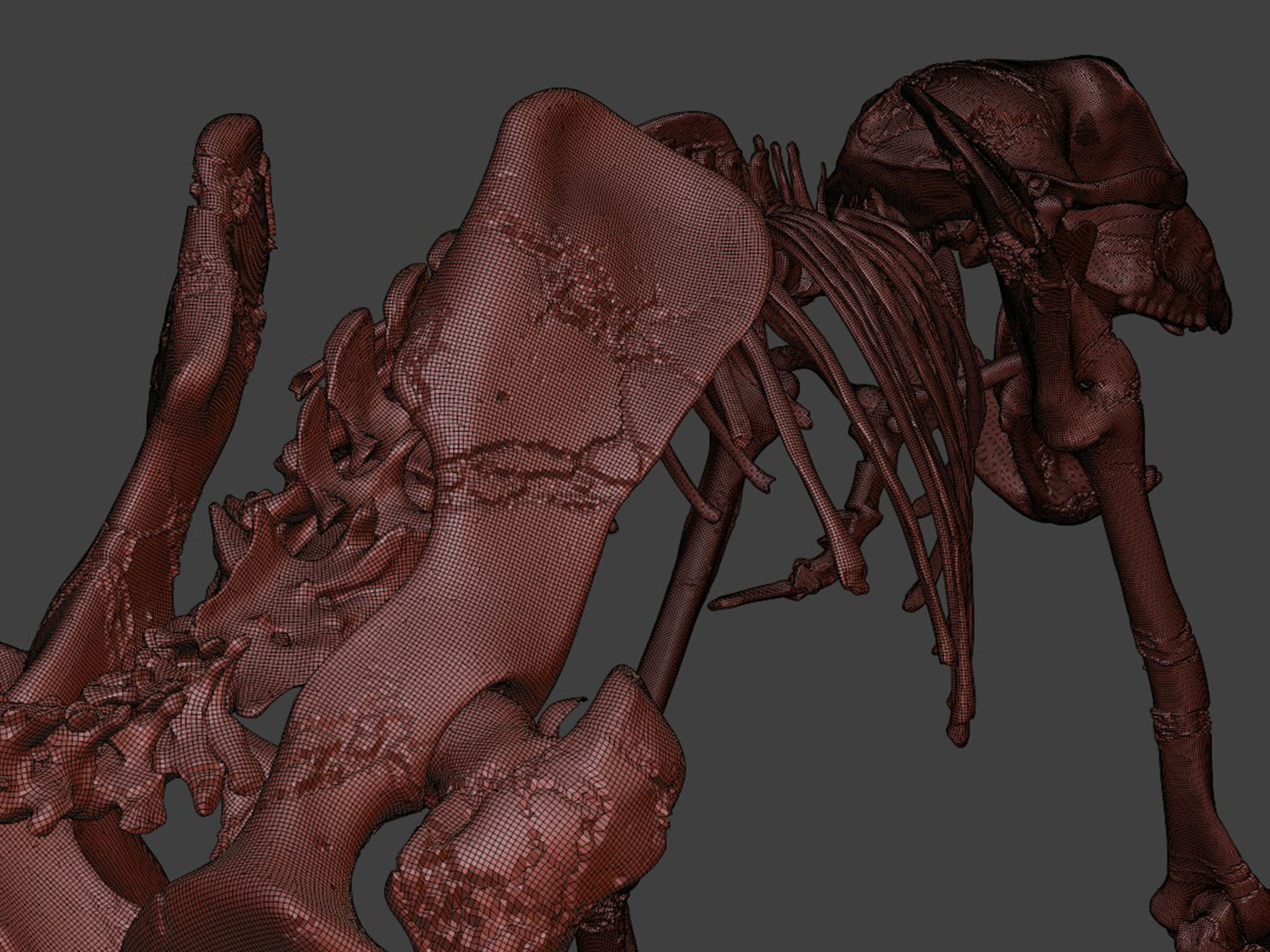 Monkey Baboon Skeleton 3D model_9