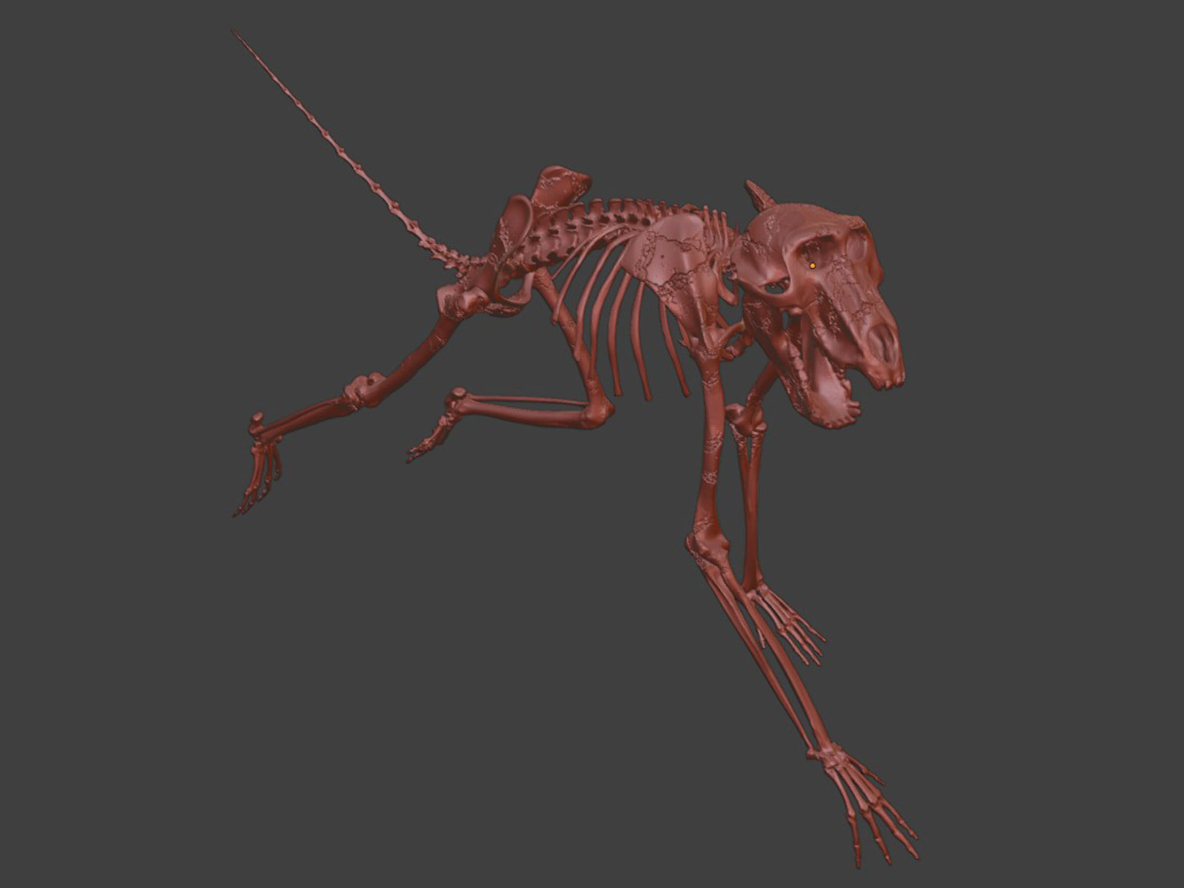 Monkey Baboon Skeleton 3D model_6
