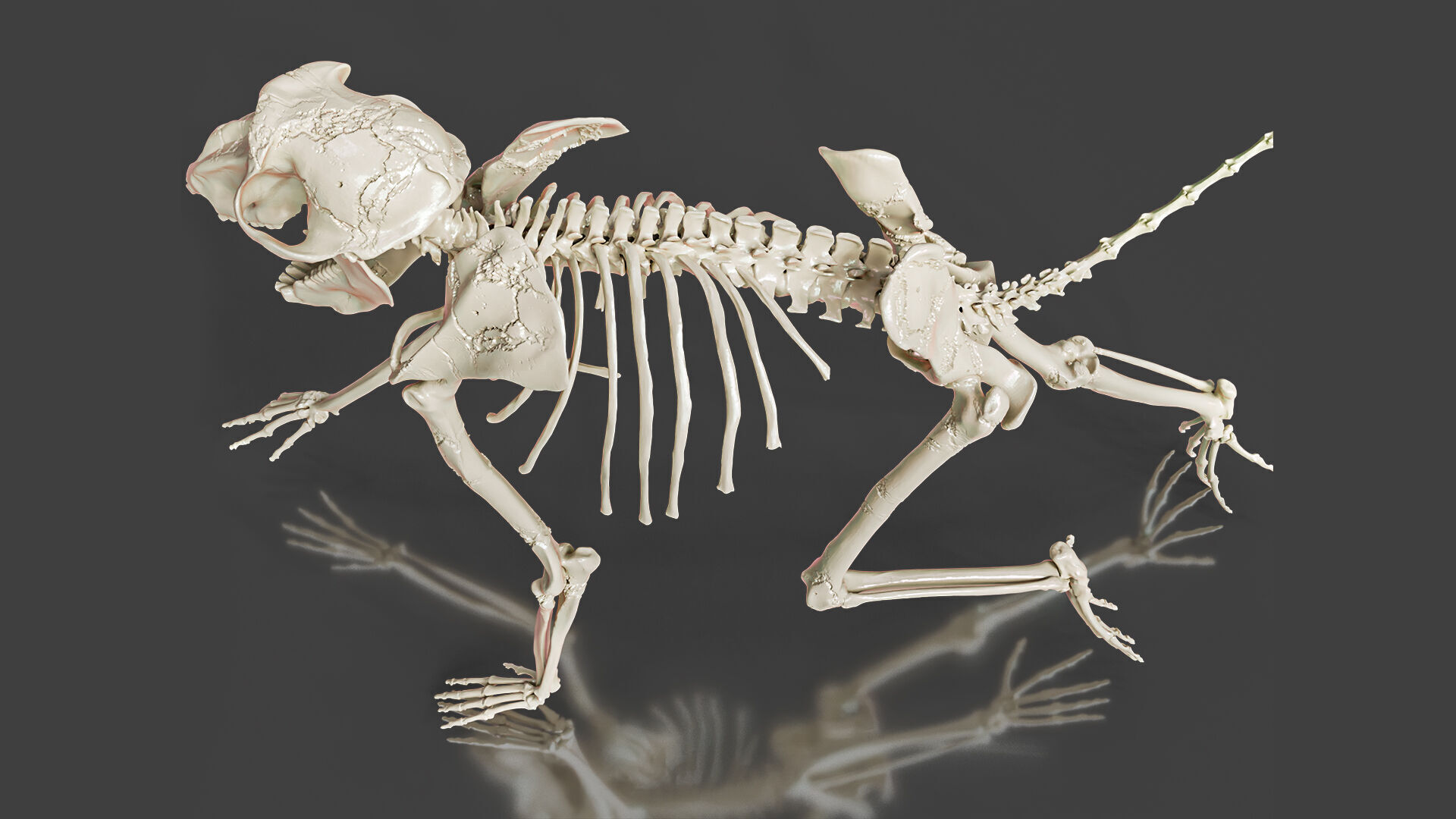 Monkey Baboon Skeleton 3D model_3