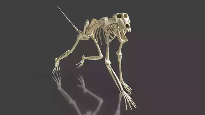 Monkey Baboon Skeleton