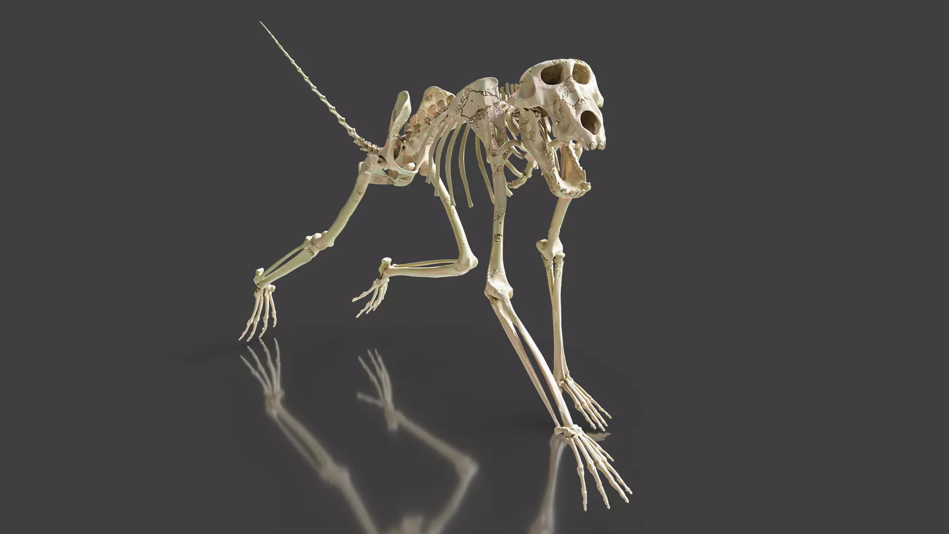 Monkey Baboon Skeleton 3D model_0