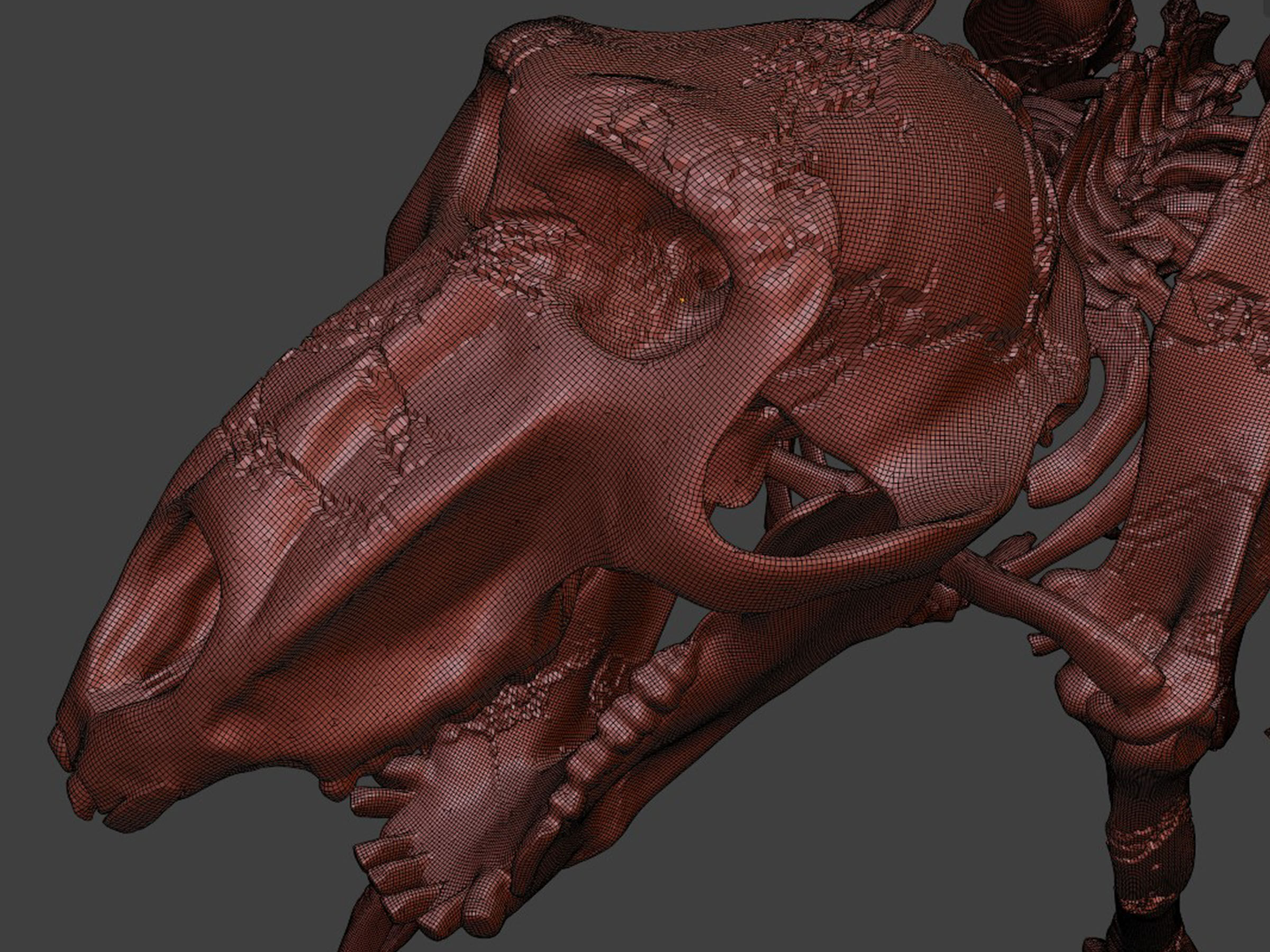 Monkey Baboon Skeleton 3D model_7