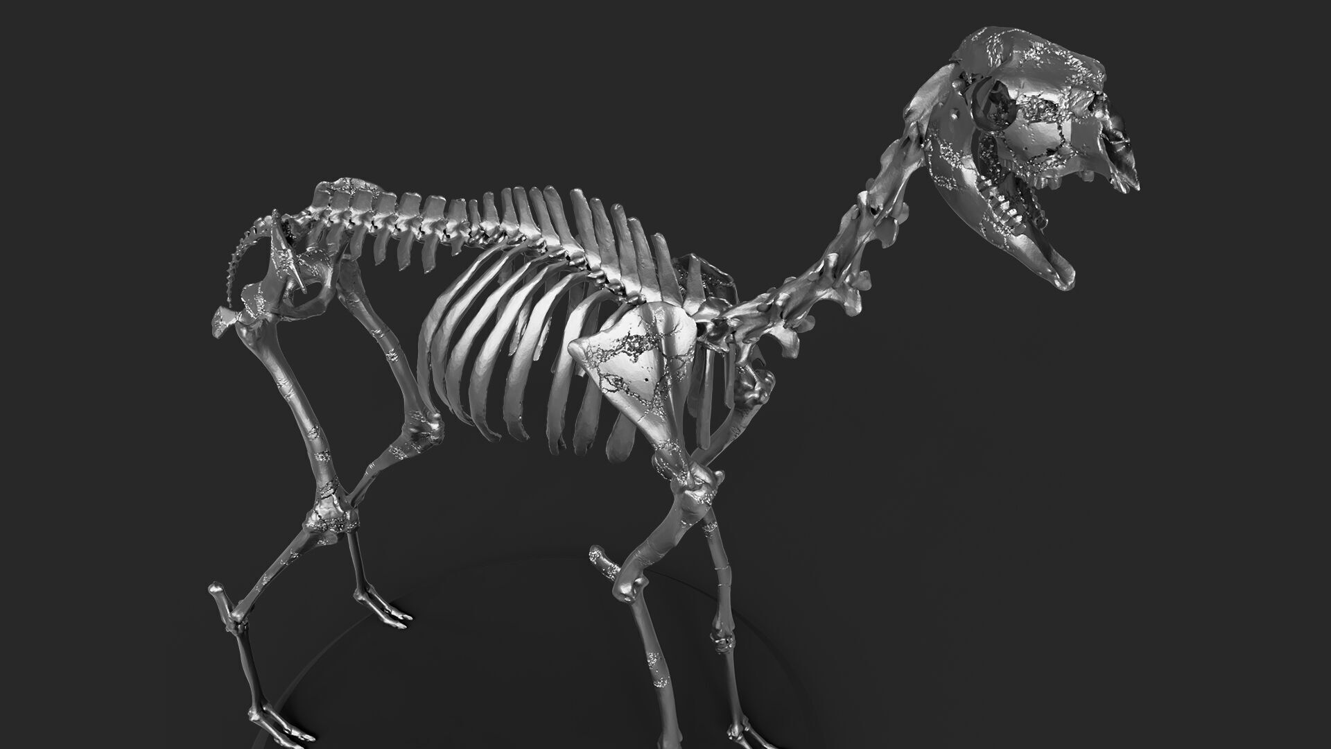 Silver Llama Skeleton 3D model_5