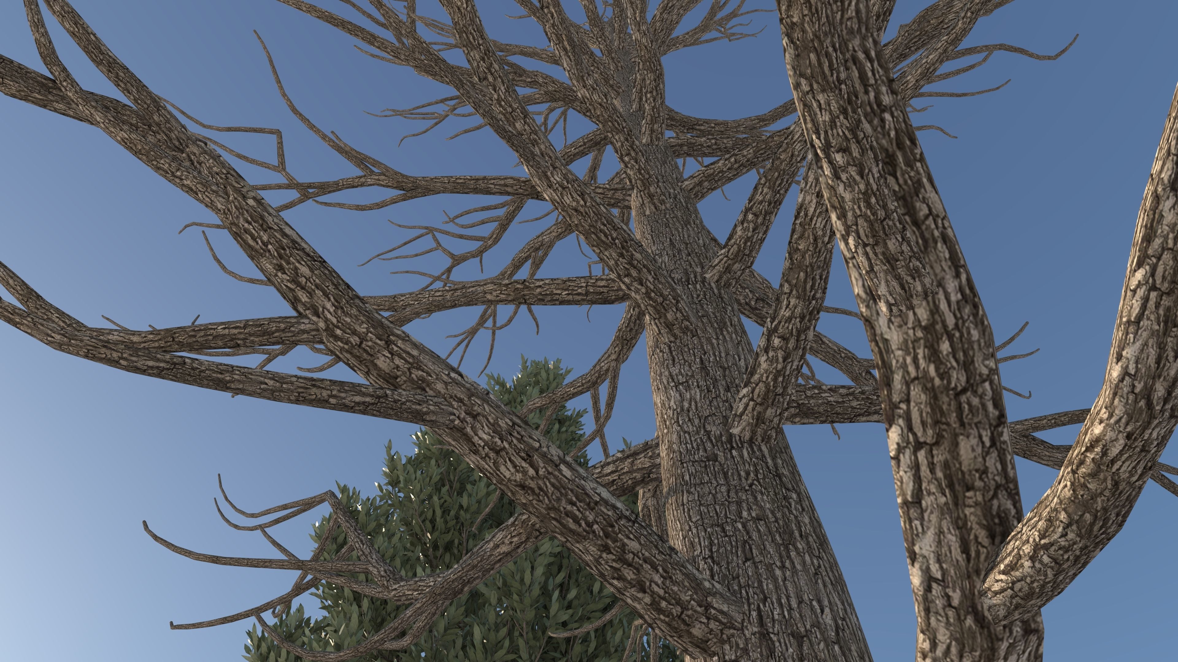  Tuscan Cypress Season Tree Collection 3D model_8