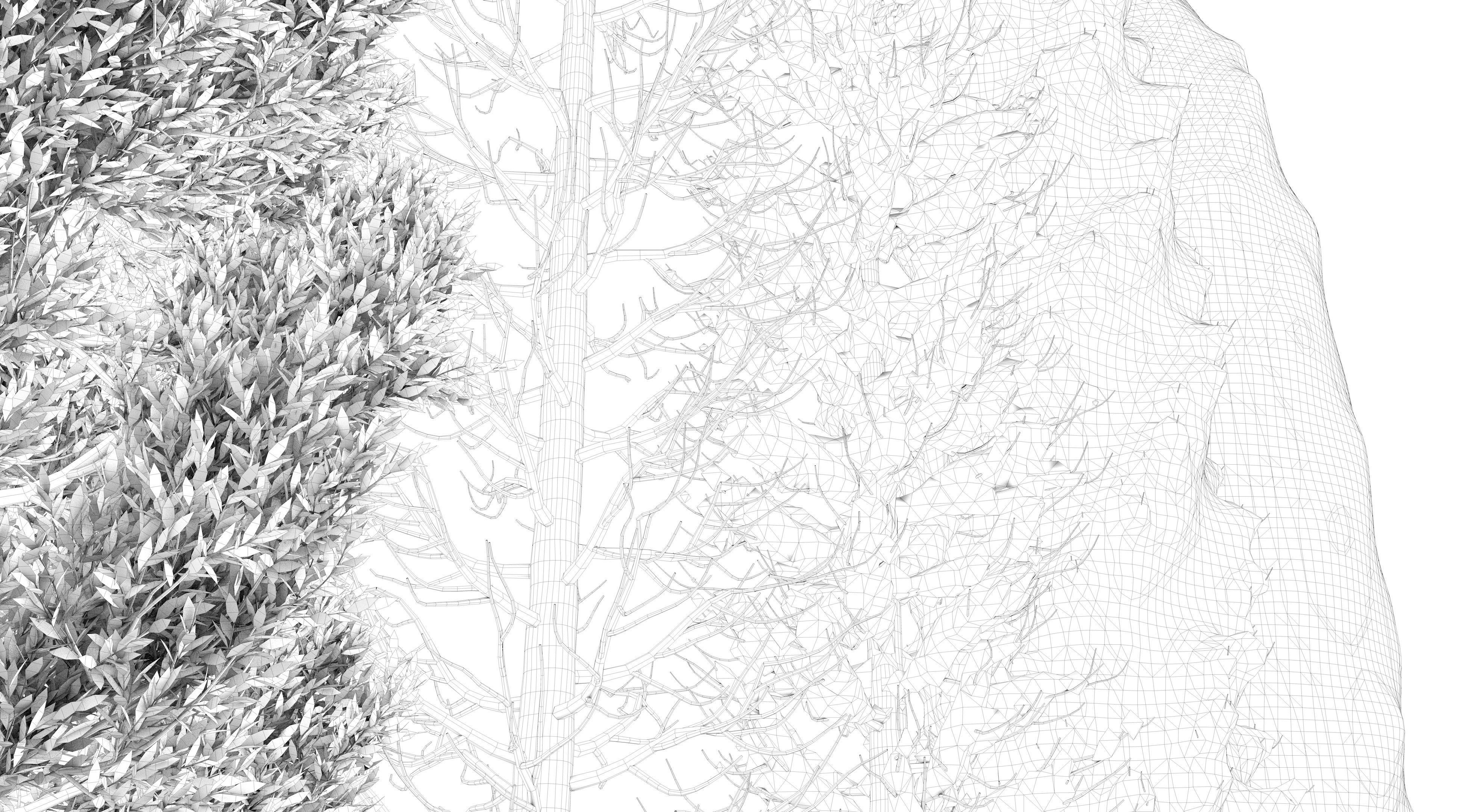  Tuscan Cypress Season Tree Collection 3D model_18