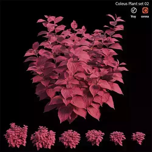 Coleus Plant set 02