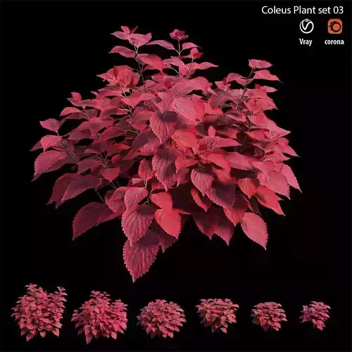 Coleus Plant set 03