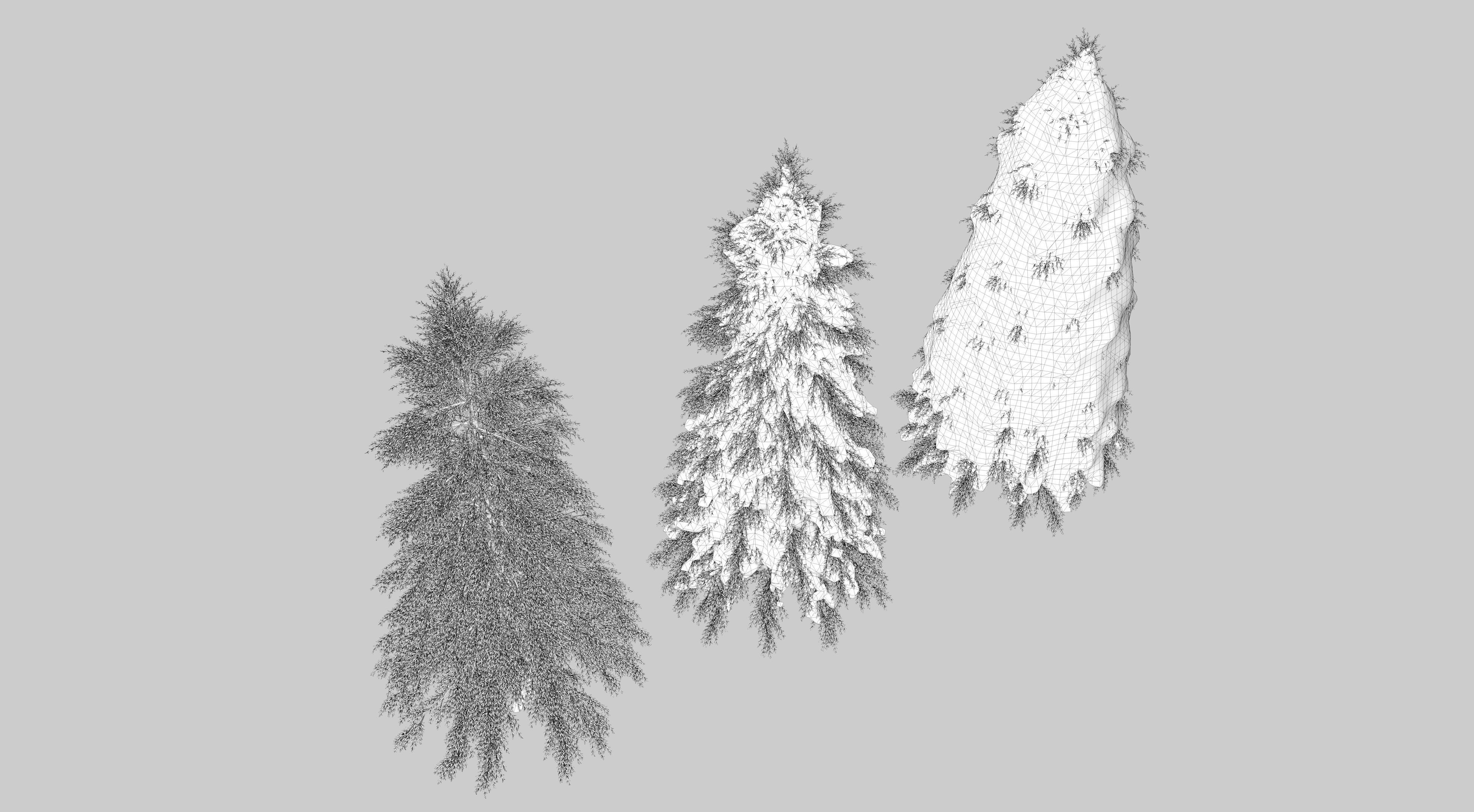 Fraseri tree Collection 3D model_10