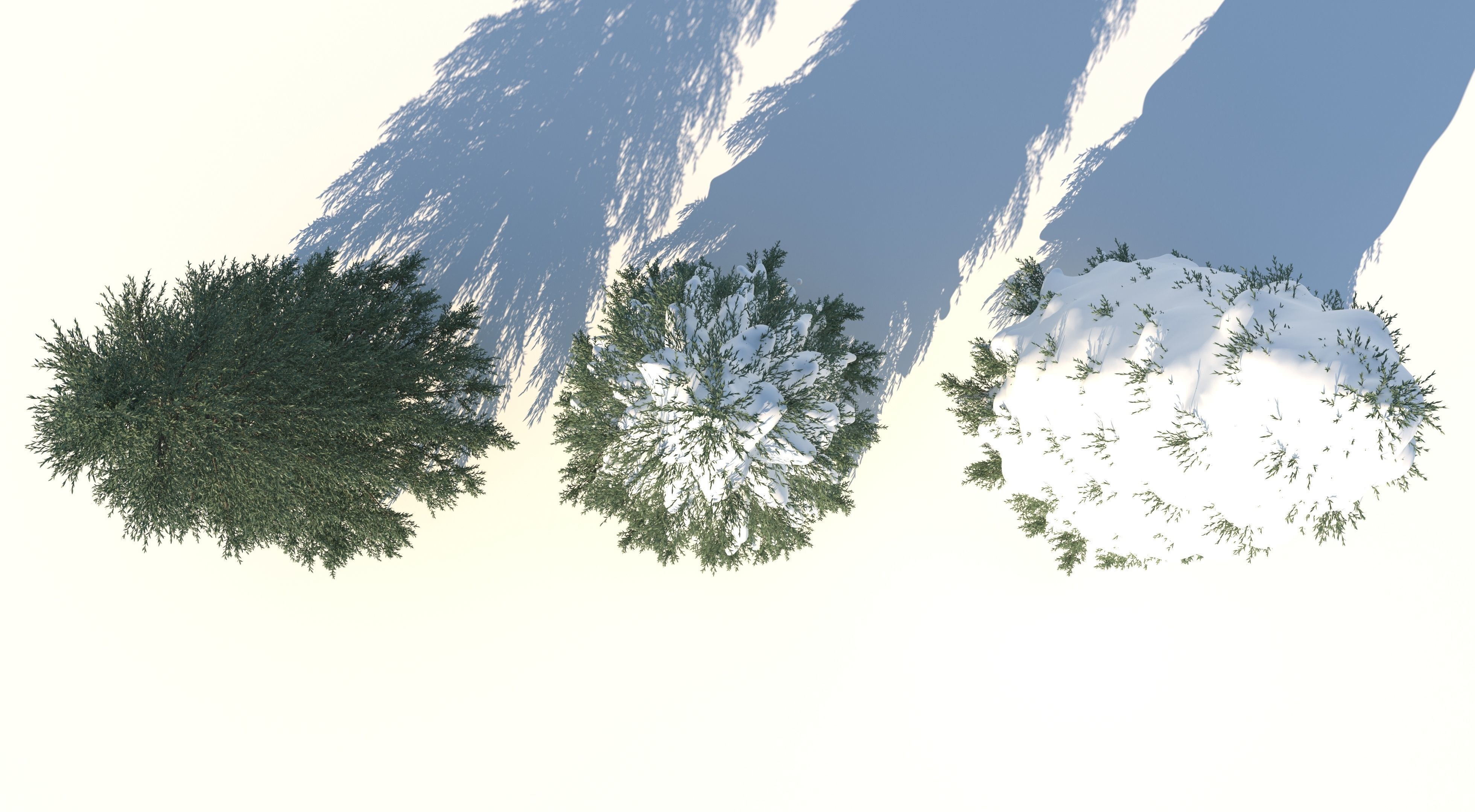 Fraseri tree Collection 3D model_8