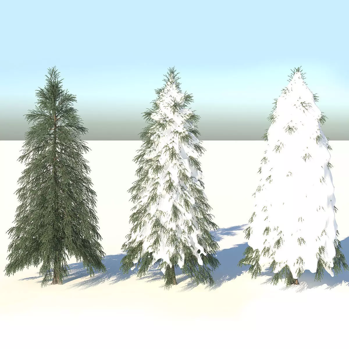 Fraseri tree Collection 3D model_0