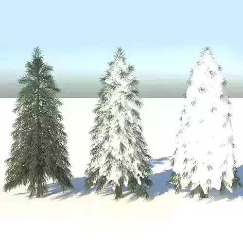 Fraseri tree Collection 3D model
