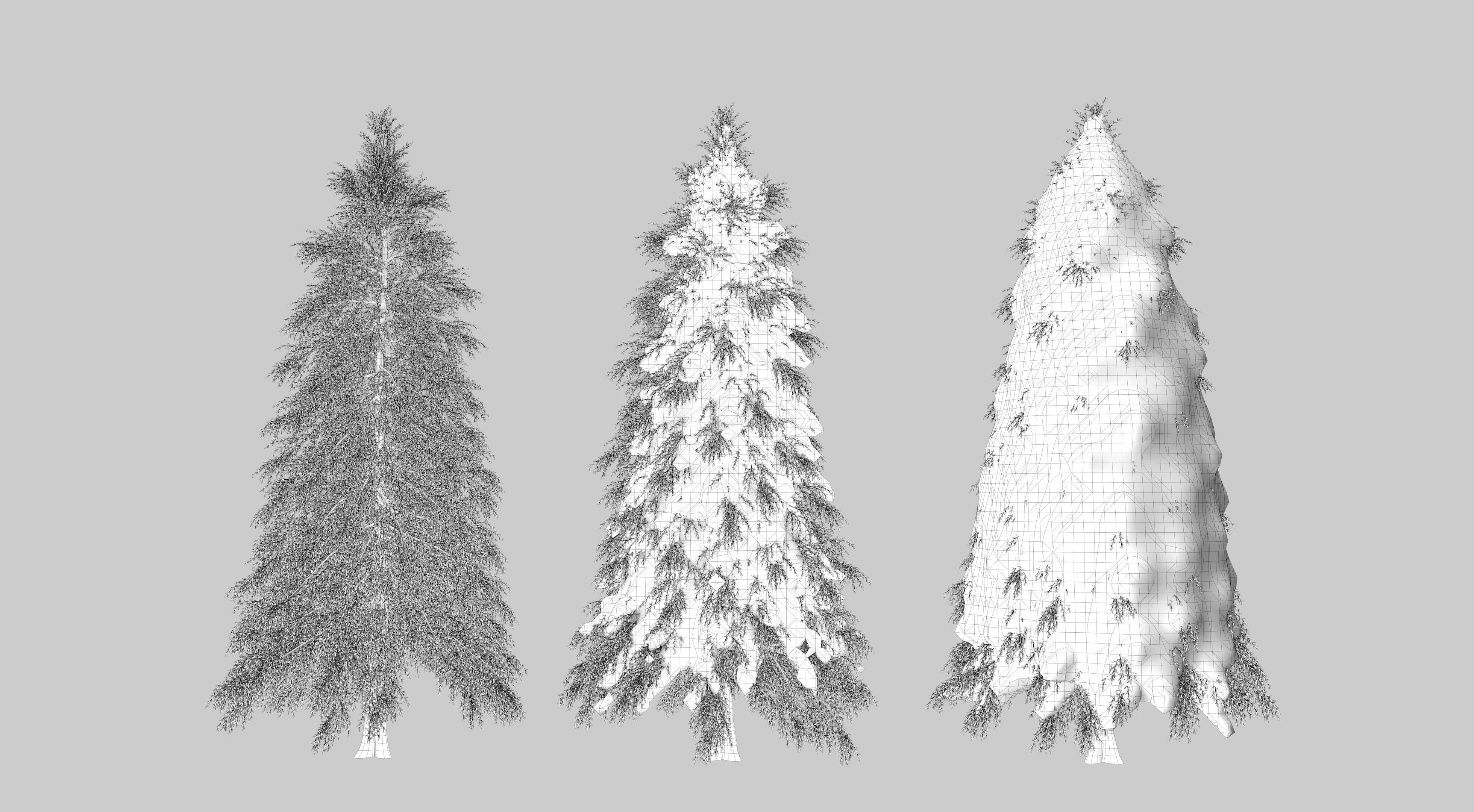 Fraseri tree Collection 3D model_9