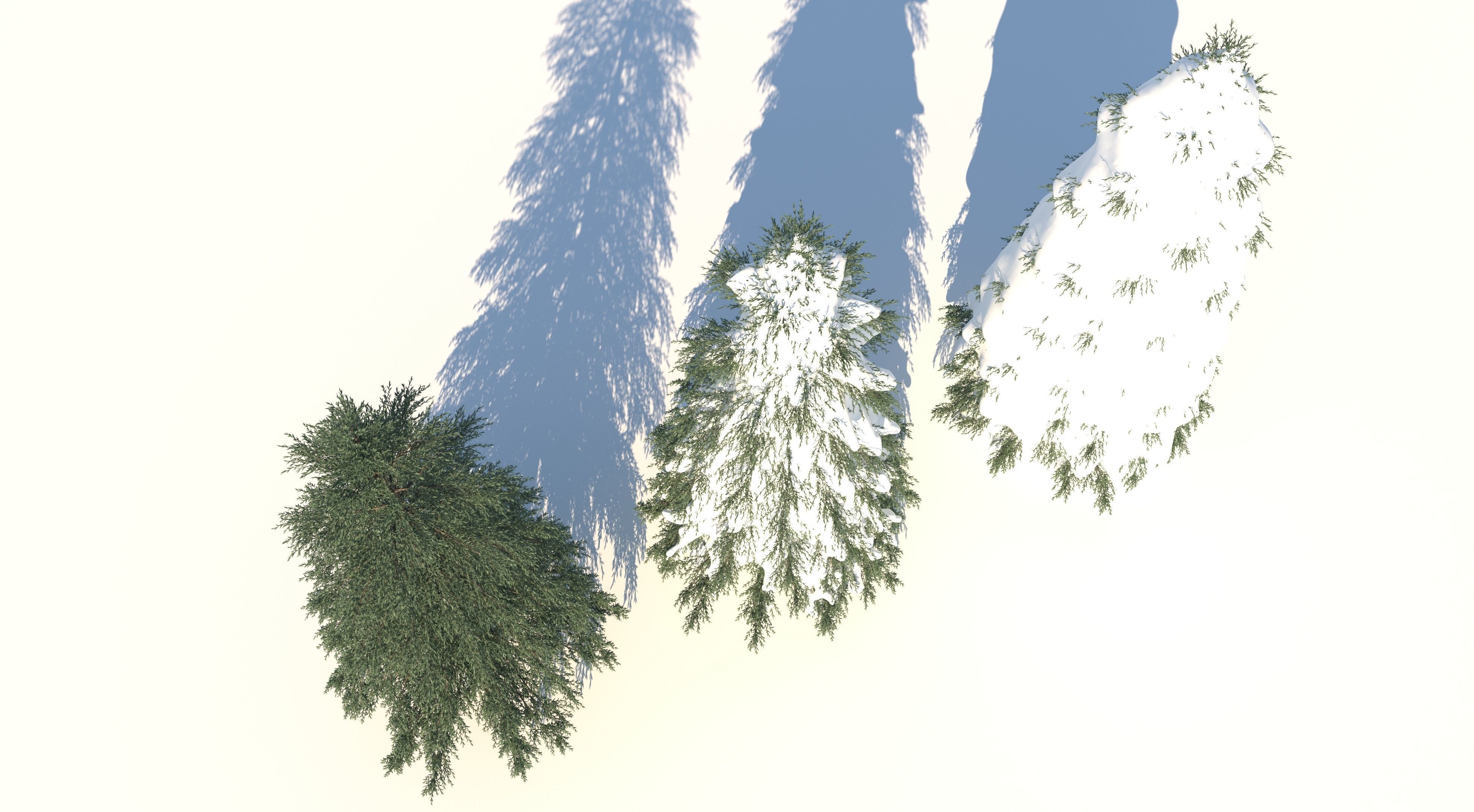 Fraseri tree Collection 3D model_5