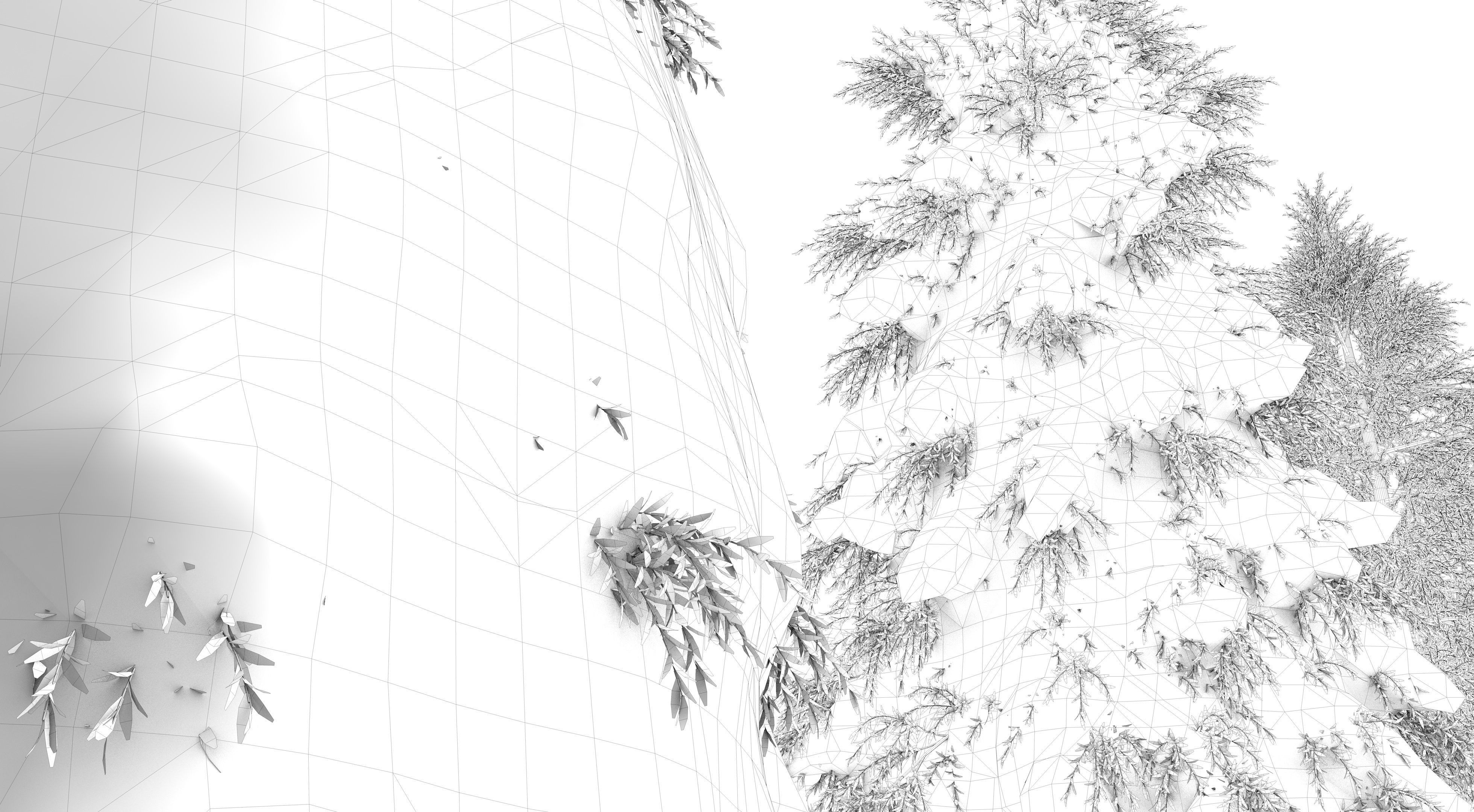 Fraseri tree Collection 3D model_13