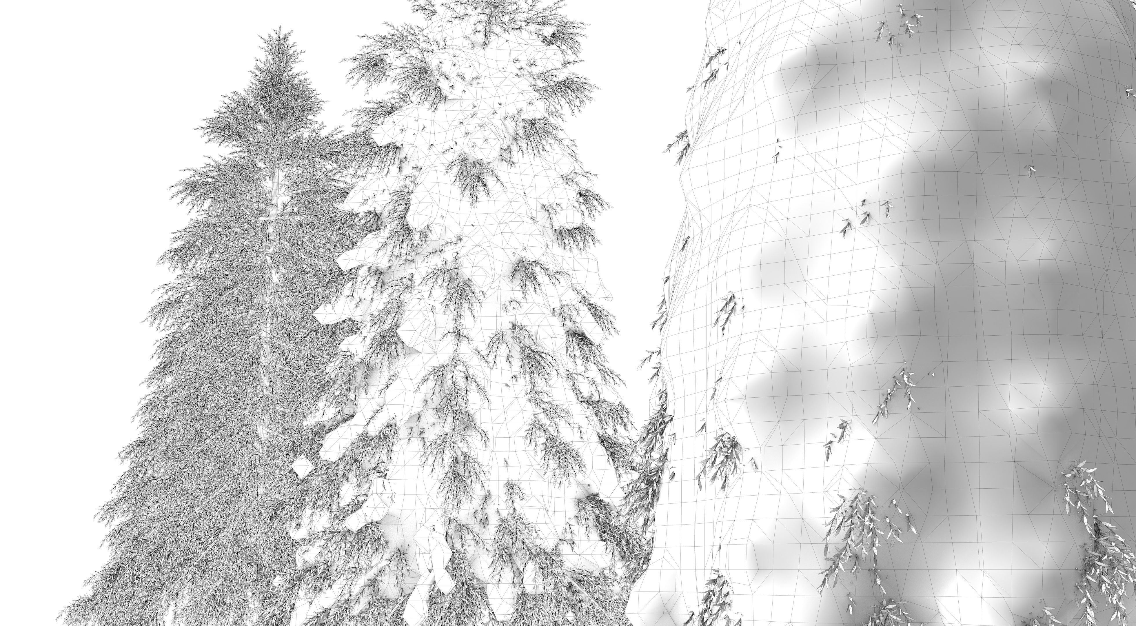 Fraseri tree Collection 3D model_15